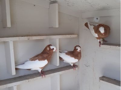 KORMORNER PIGEONS