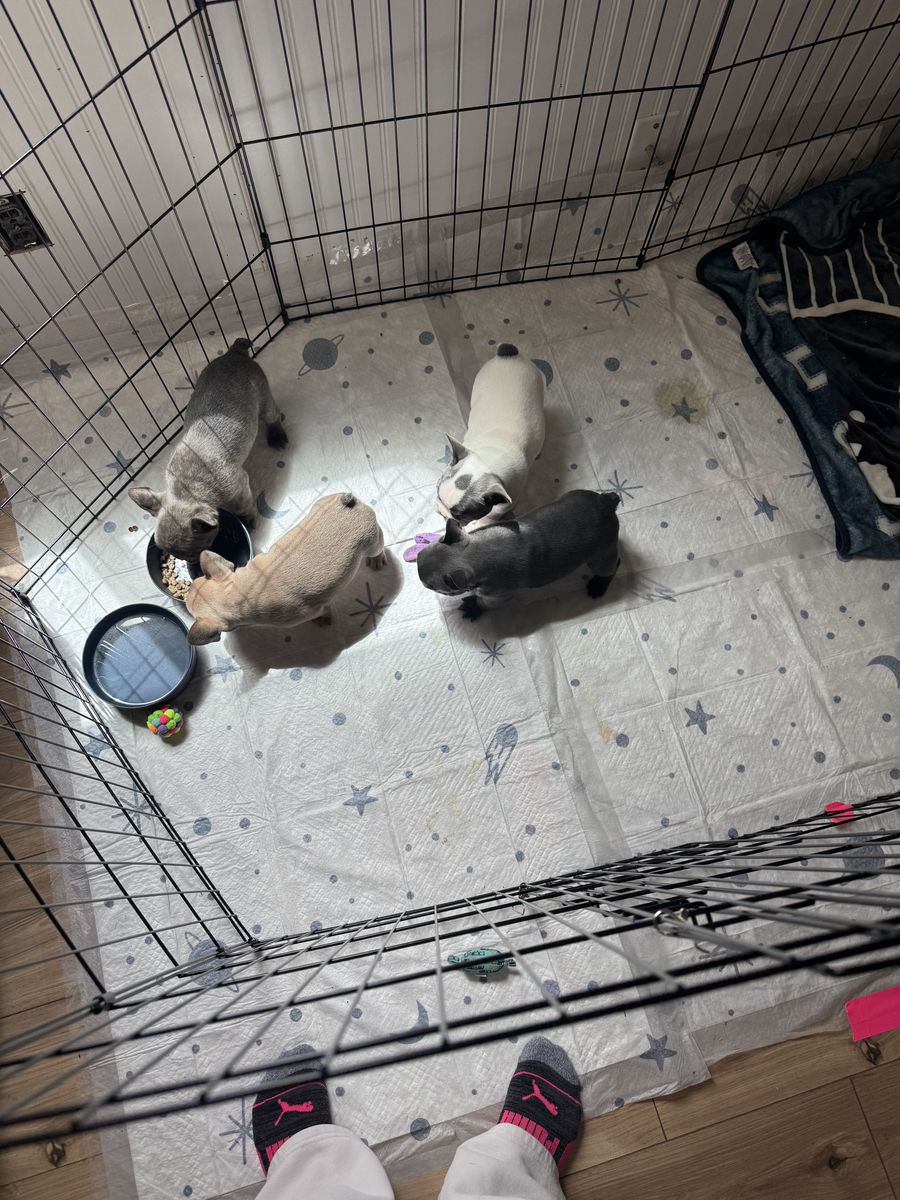 Frenchie puppies