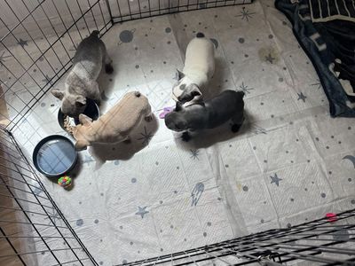 Frenchie puppies