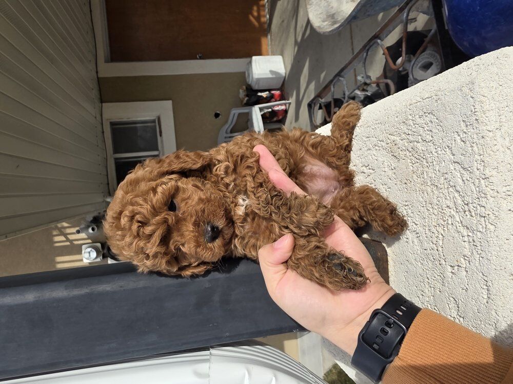 Micro 6-7lb Cavapoo puppys King Charles Toy poodle