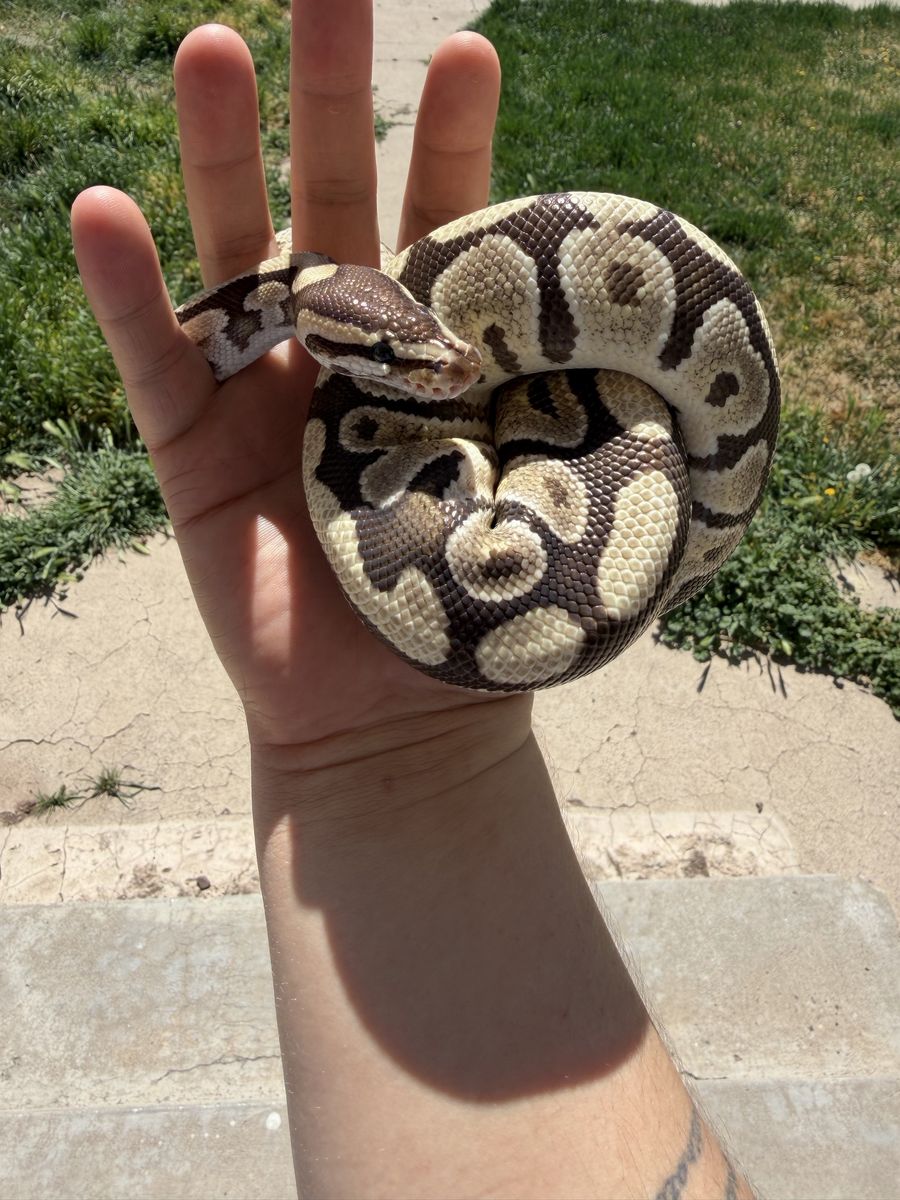 Healthy Ball Python Snake - Beautiful Morph and Pattern