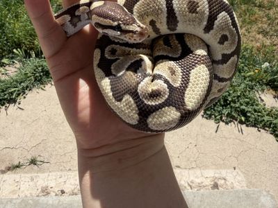 Healthy Ball Python Snake - Beautiful Morph and Pattern