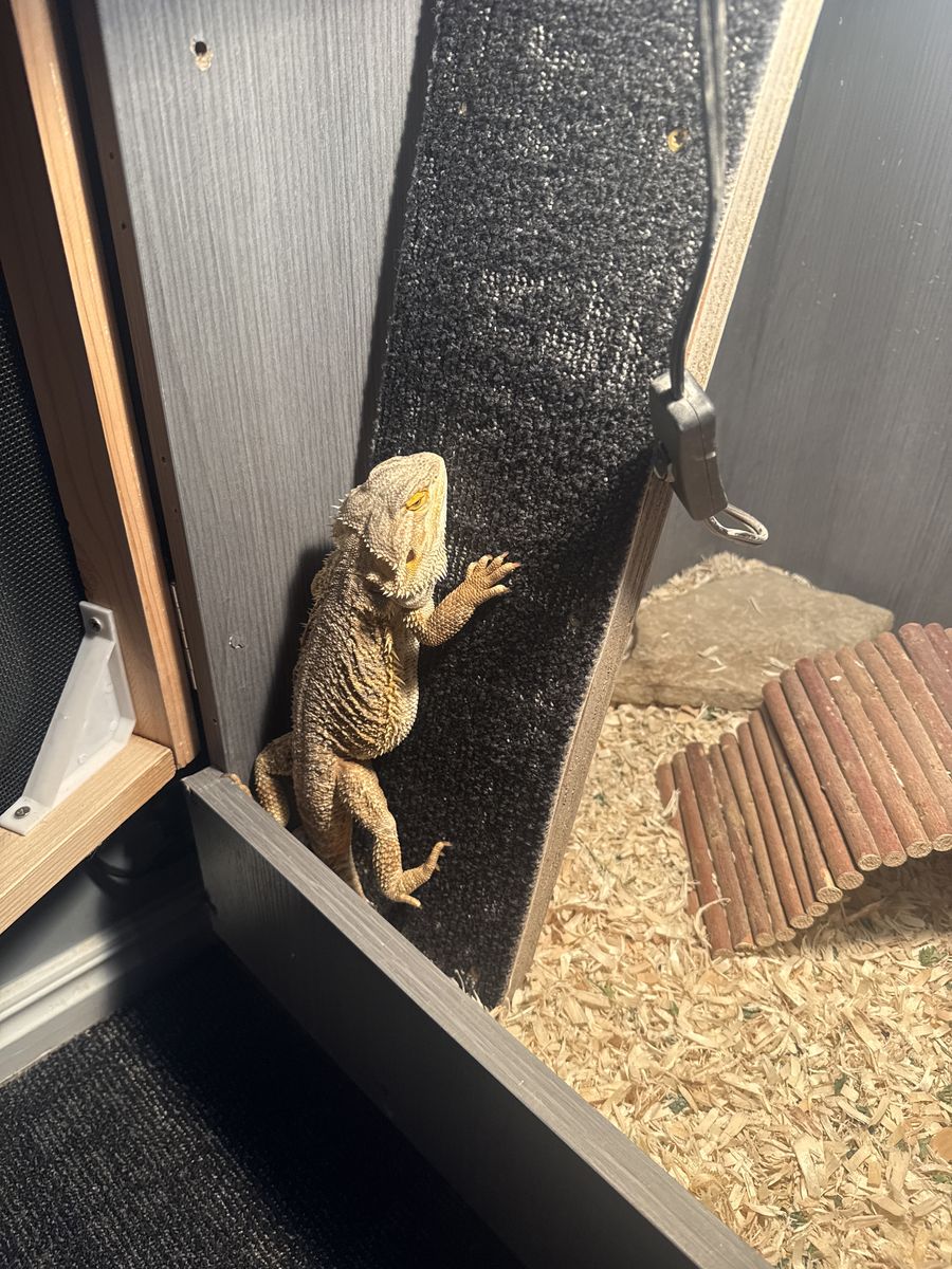 Bearded dragon 