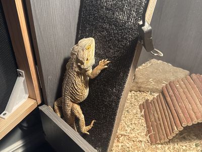 Bearded dragon