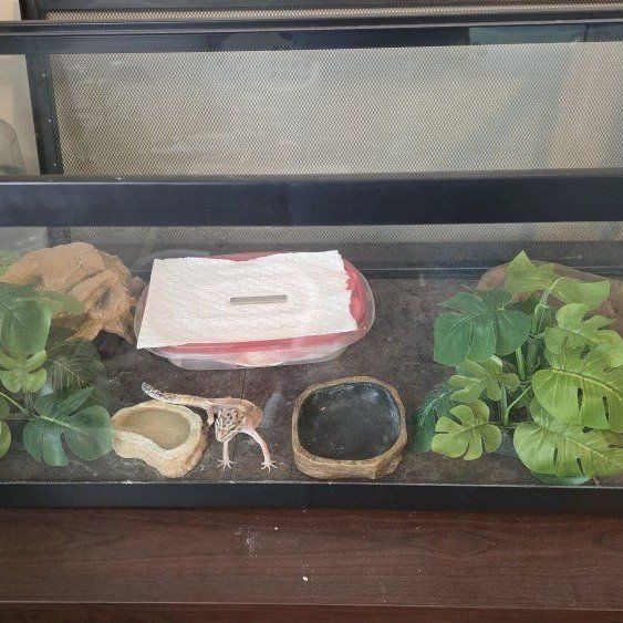 need to re-home leopard gecko