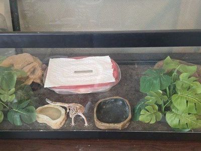 need to re-home leopard gecko