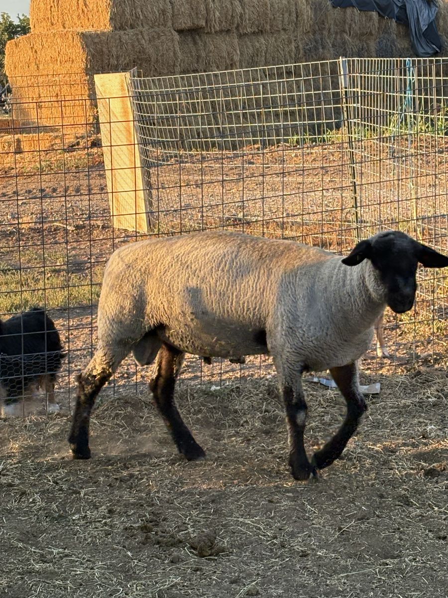 Registered Yearling Hamp ram
