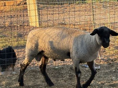 Registered Yearling Hamp ram