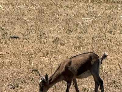 Mini alpine Goat - Small, Friendly, Grazing Pet/Livestock