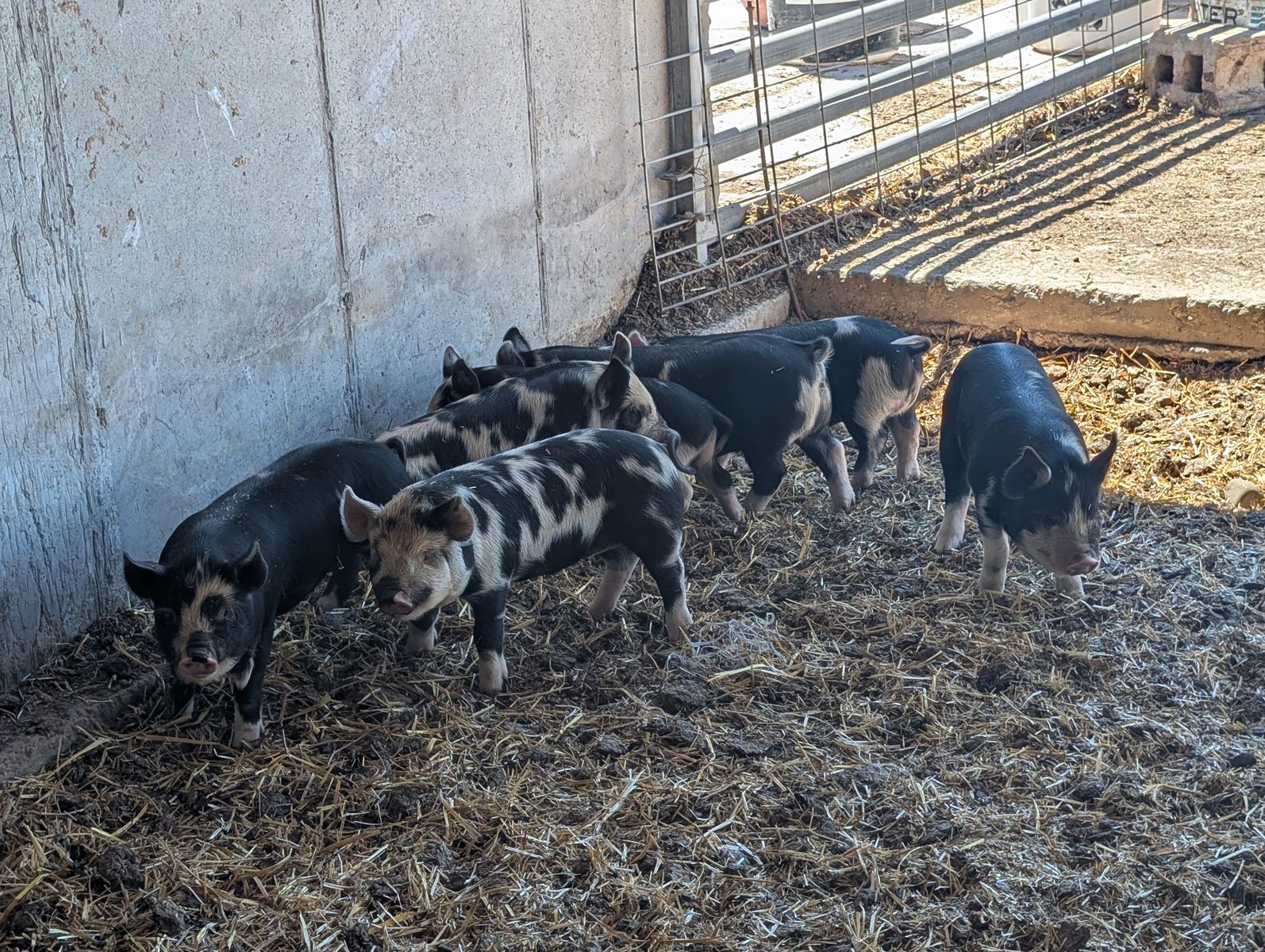 IPP piglets