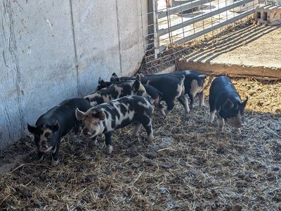 IPP piglets