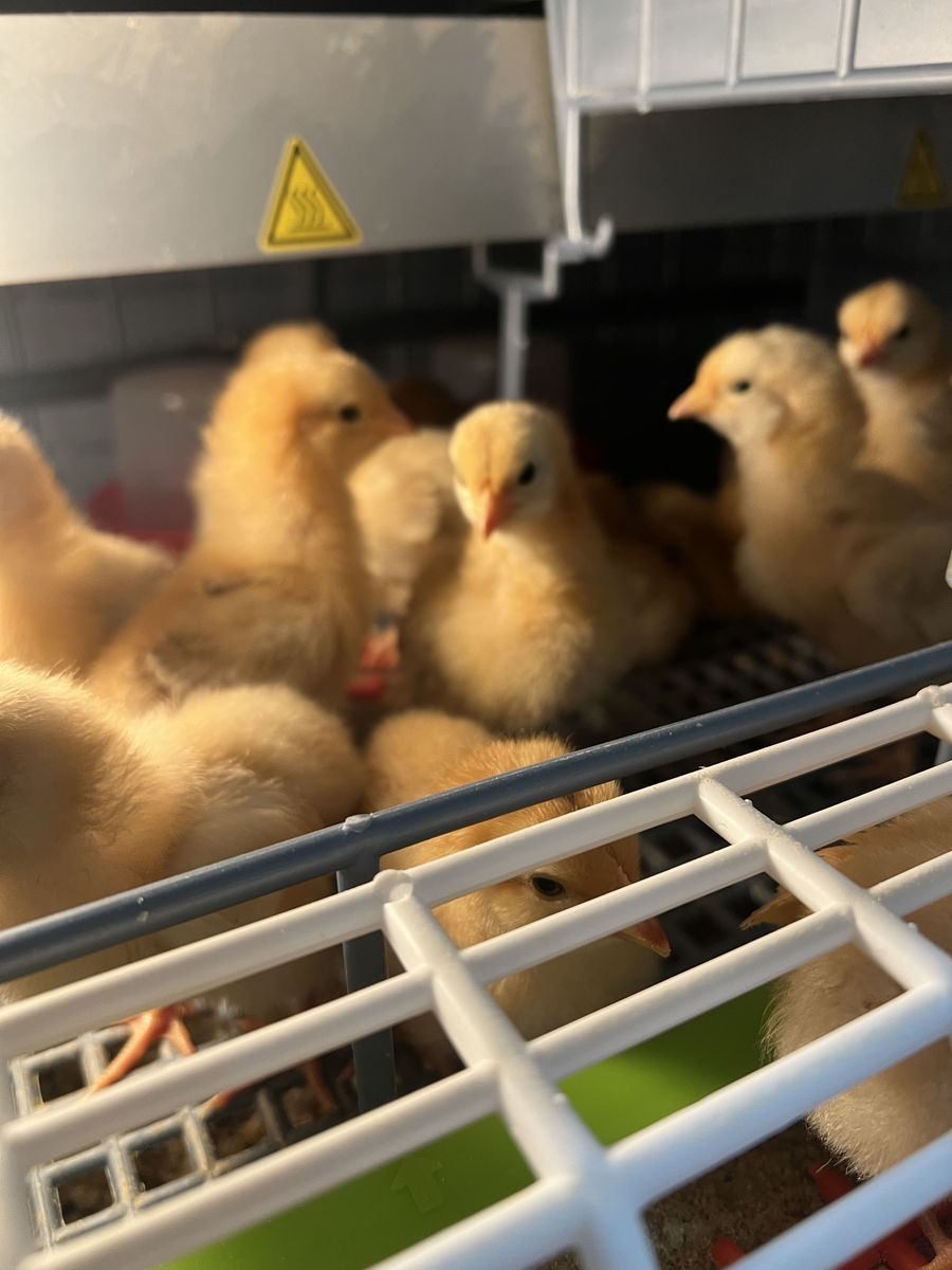 Baby Chicks Rhode Island Red