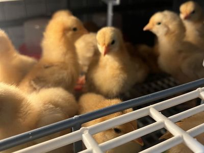 Baby Chicks Rhode Island Red