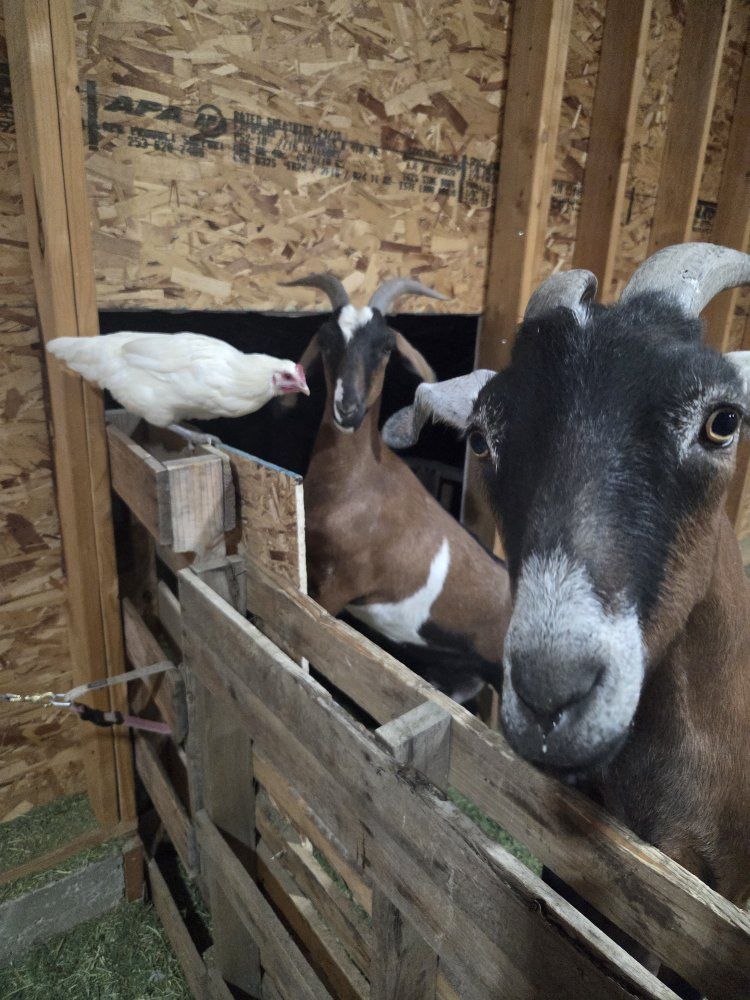 Milk Goats