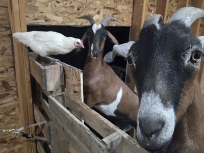 Milk Goats