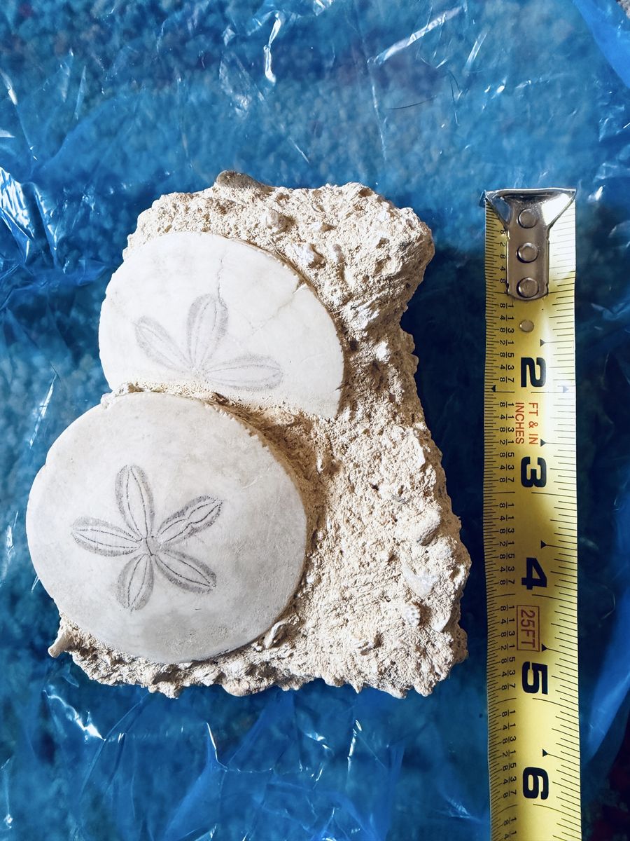 Fossilized Sand Dollar Matrix Specimen