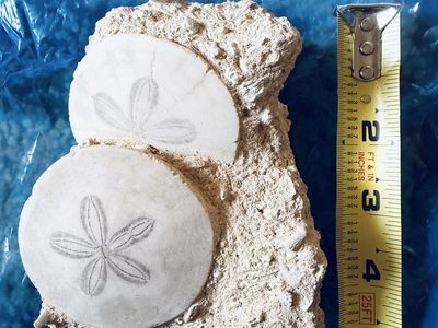 Fossilized Sand Dollar Matrix Specimen
