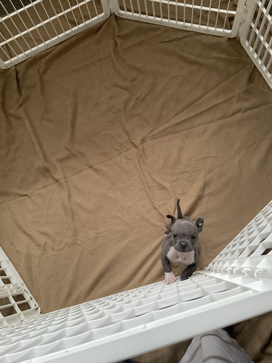 Pocket American bully