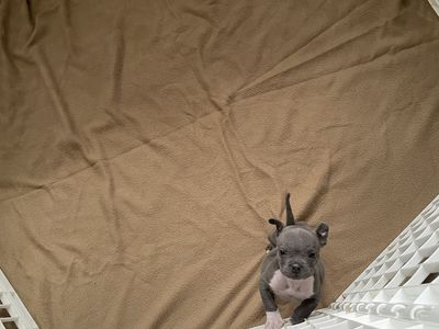 Pocket American bully