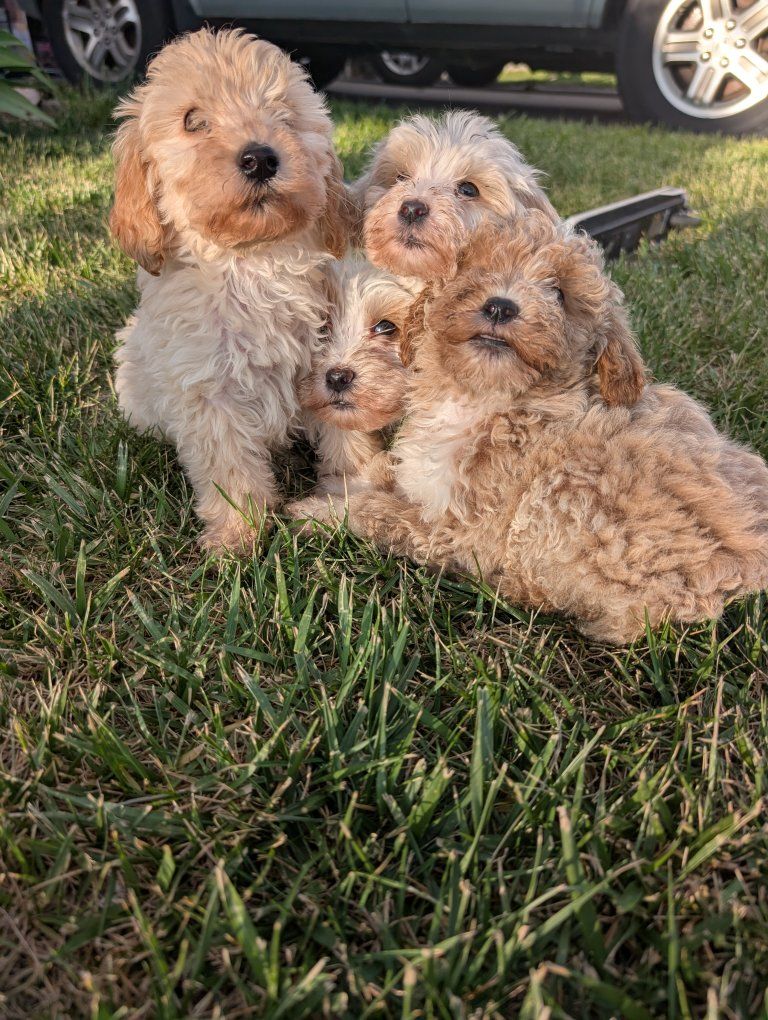 Adorable Goldendoodle Puppies Ready to Steal Your Heart ️
