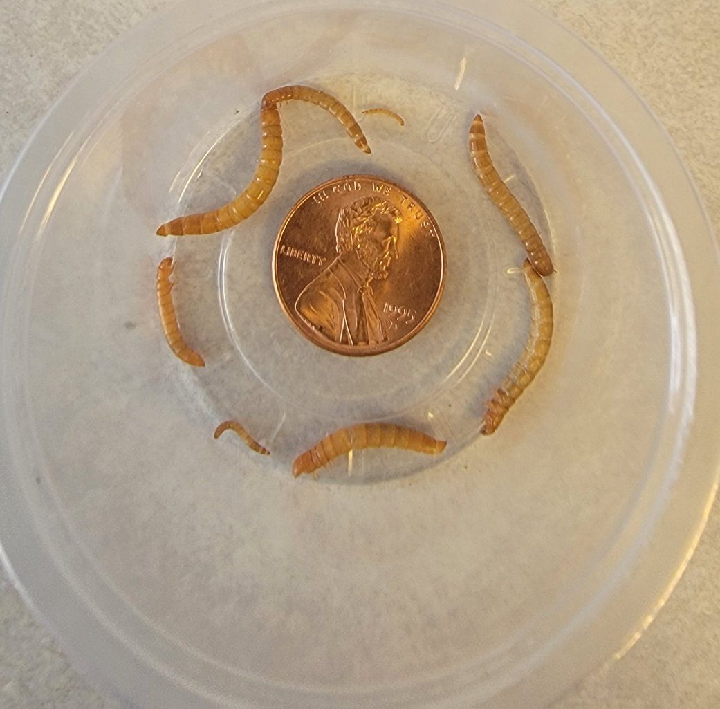Mealworms All Sizes