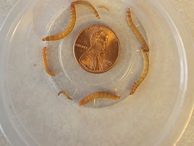 Mealworms All Sizes