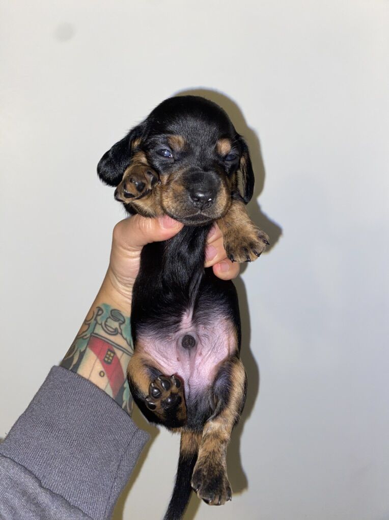 Mini Dachsund