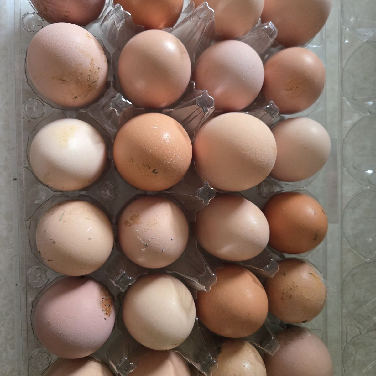 chicken eggs