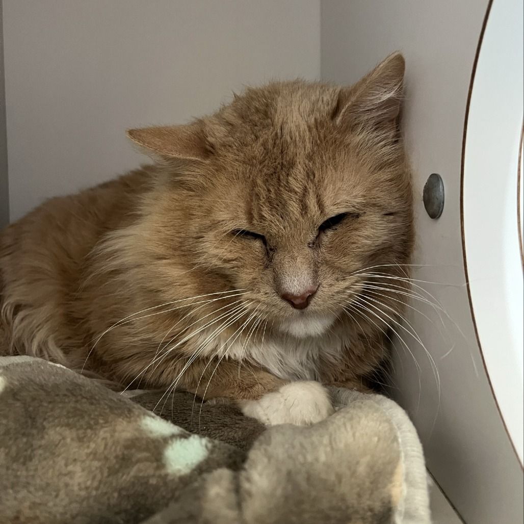 Hello my name is Camden