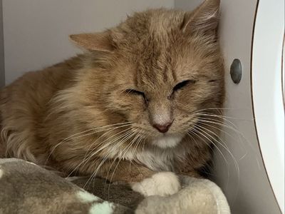 Hello my name is Camden