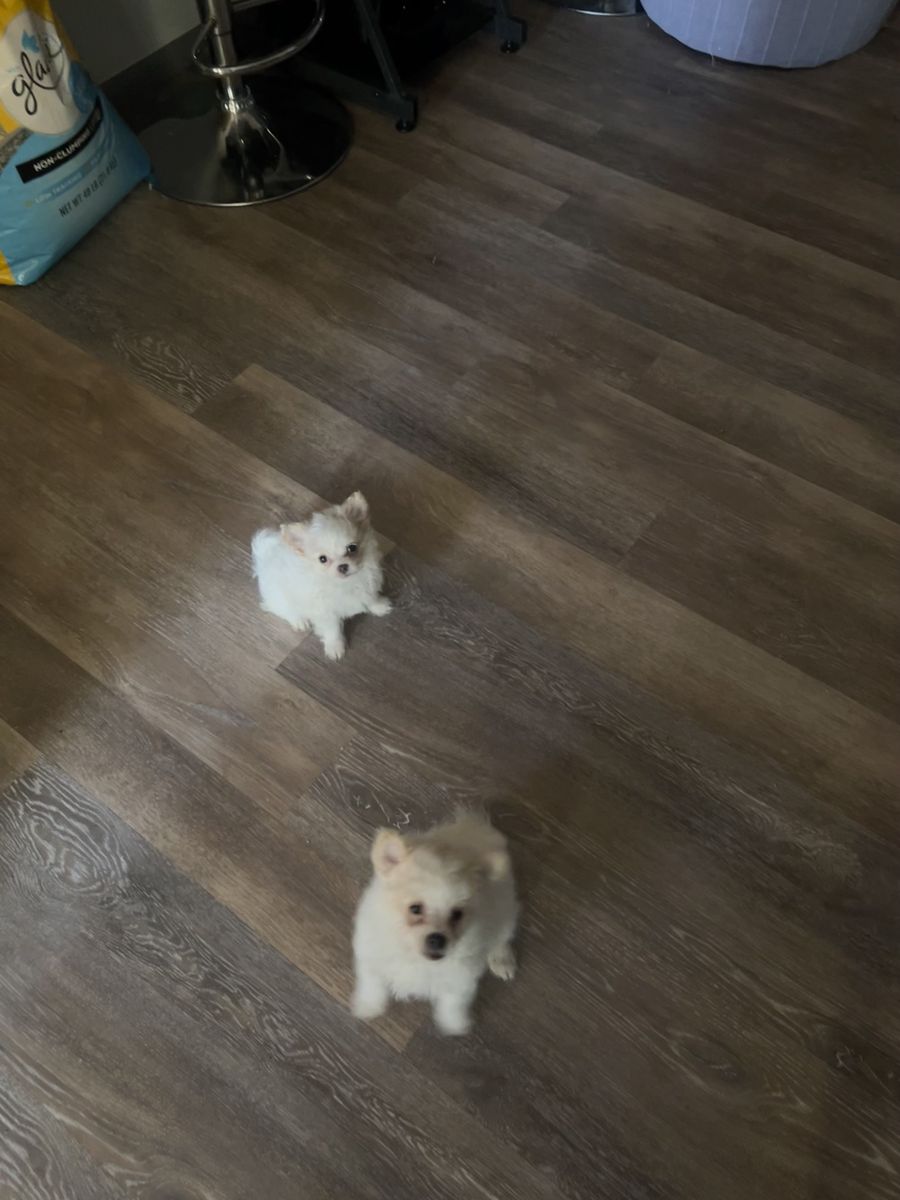 Pomeranian/poodle/Chihuahua mixed