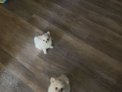 Pomeranian/poodle/Chihuahua mixed