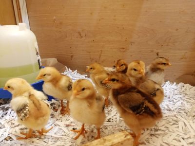 Baby Chicks