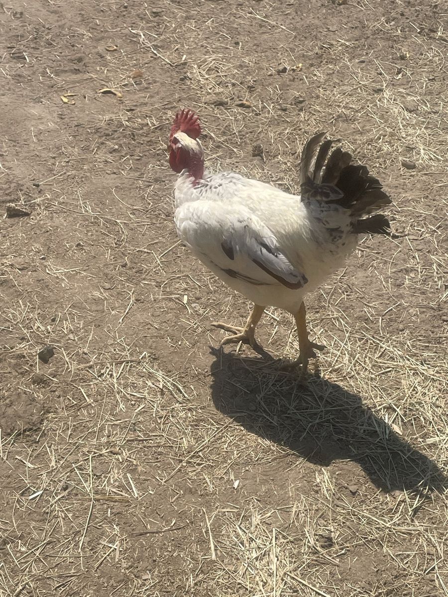 4 roosters 
