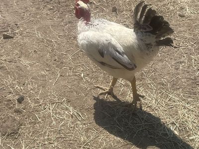 4 roosters