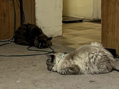 Two Female Kitty Sisters 11 Month old!