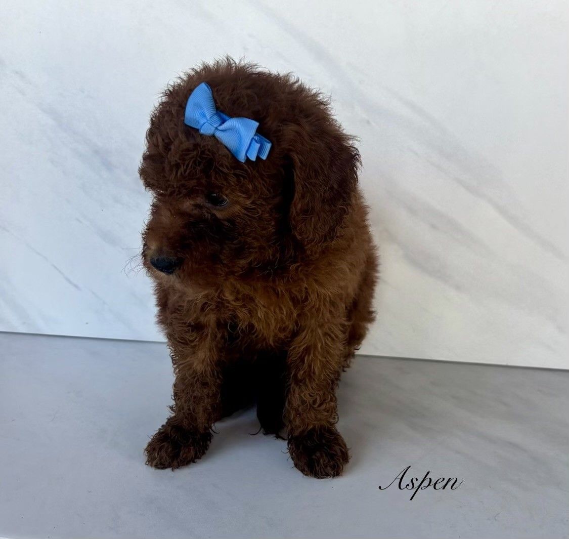 Exceptional Deep Red Mini Goldendoodle (F1B) Puppies with Distinctive White Spots Available