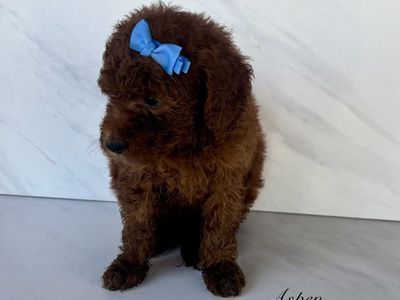 Exceptional Deep Red Mini Goldendoodle (F1B) Puppies with Distinctive White Spots Available
