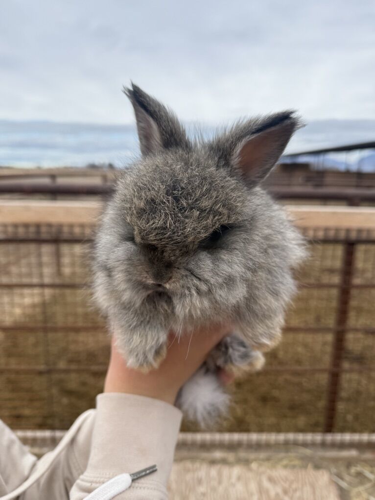 Purebreed English Angoras