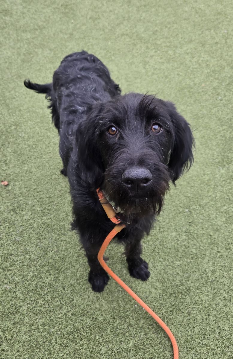 A159990 Finneas is Available for Adoption!