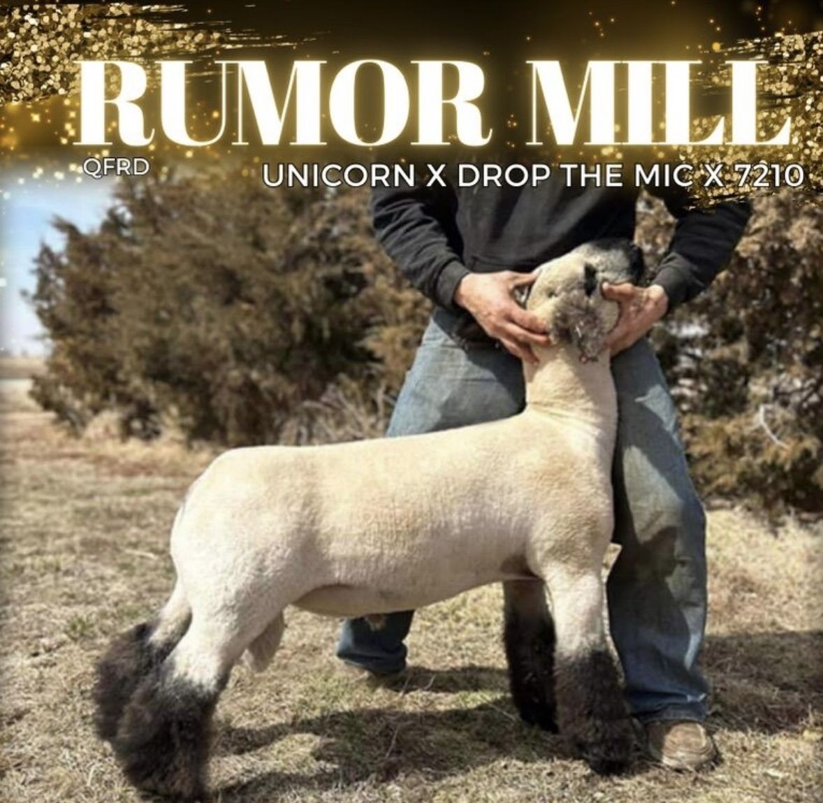 Club Lambs Available