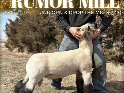 Club Lambs Available