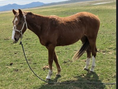 Coming 3 Year Old Grade Gelding