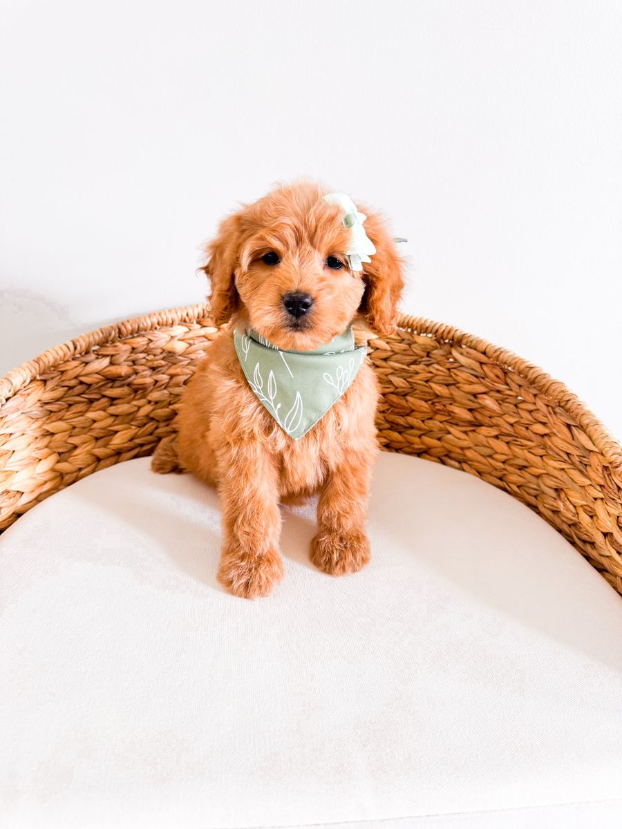 Beautiful Light Honey Colored Mini Goldendoodle Girl Golden Doodle 15-25lbs