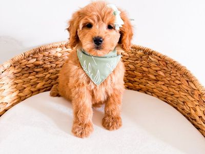 Beautiful Light Honey Colored Mini Goldendoodle Girl Golden Doodle 15-25lbs