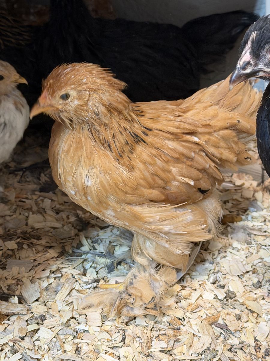 Bantam Calico Cochin Pullets