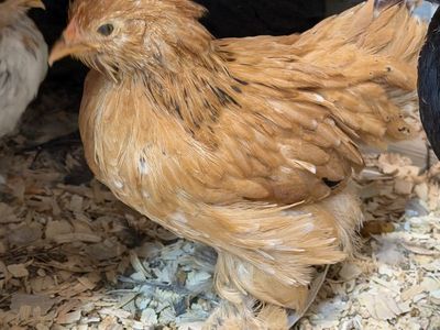 Bantam Calico Cochin Pullets
