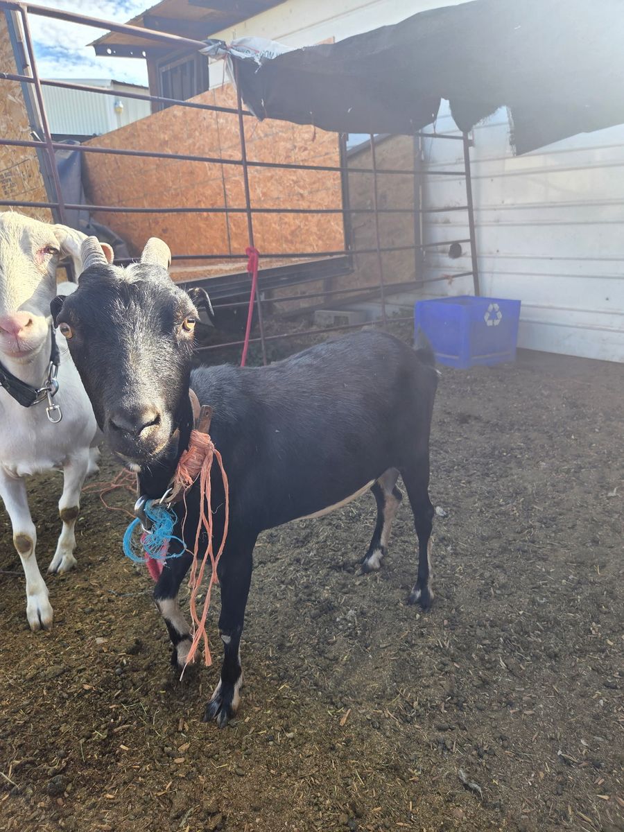 Mancha Goat