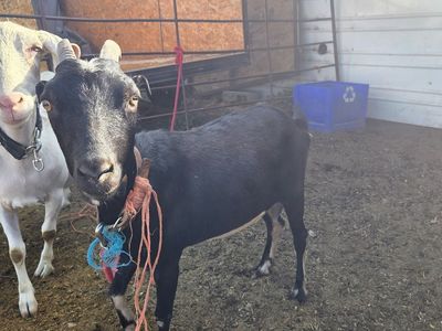 Mancha Goat