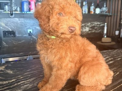 Darling Deep Red Mini Goldendoodle Girl